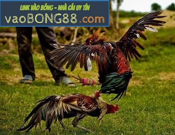 da ga truc tuyen - da ga online