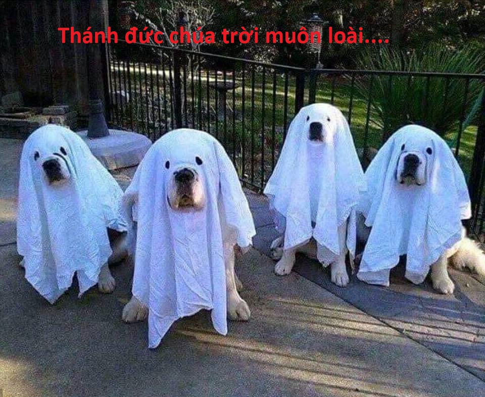 troll thanh duc chua troi