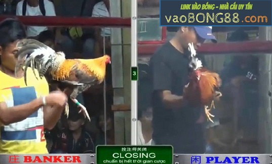 đá gà campuchia - đá gà trực tuyến